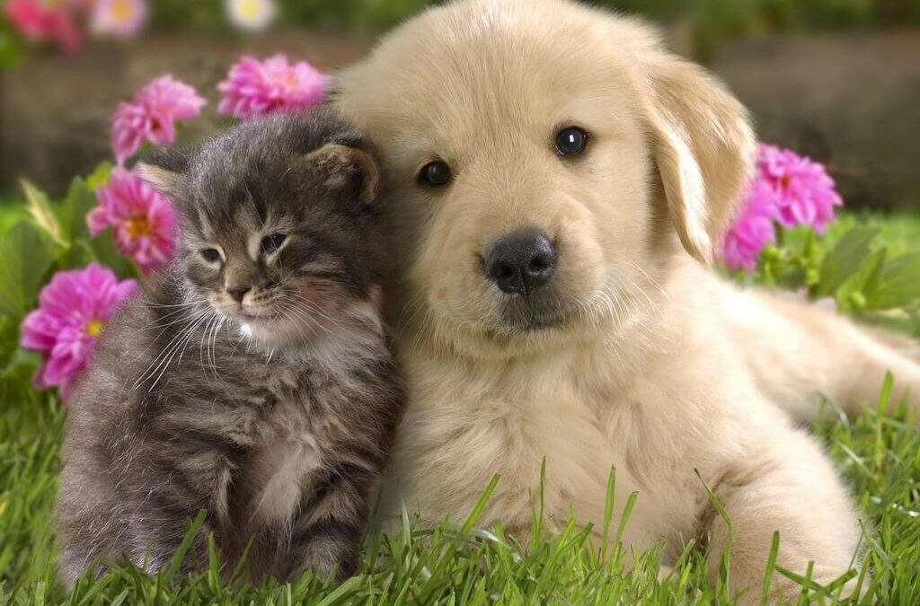 offerte per animali