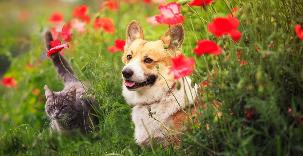 Tutte le offerte per animali dal 6/3 al 26/3