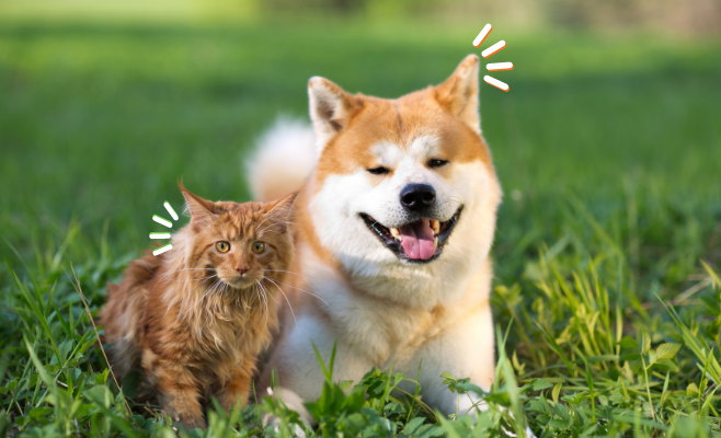 La prevenzione contro le zecche nei cani e gatti