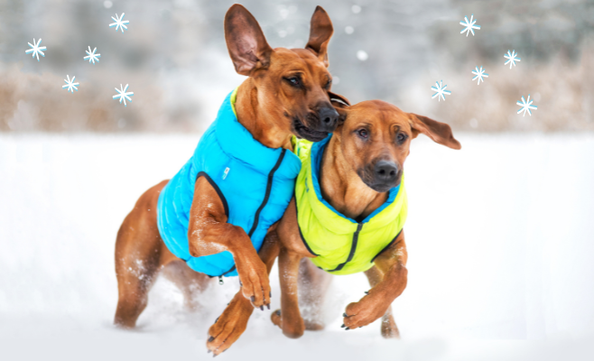 Cani e inverno. Come proteggere i propri amici a quattro zampe